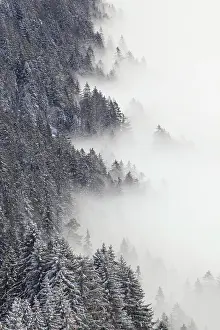 Rigi: Snowy fir forest and sea of fog, Switzerland, Europe