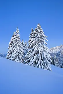 Gallen: Snowy fir trees, Switzerland, Europe