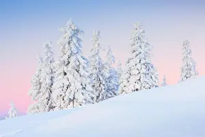 Snowdrift: Snowy fir trees, Switzerland, Europe