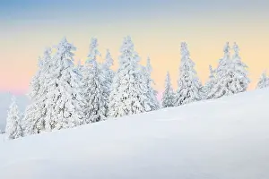Snowdrift: Snowy fir trees, Switzerland, Europe