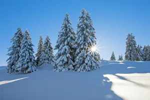 Firs: Snowy firs, Switzerland, Europe