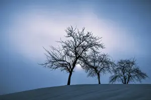 Monochrome: Snowy group of trees in the morning mist, winter