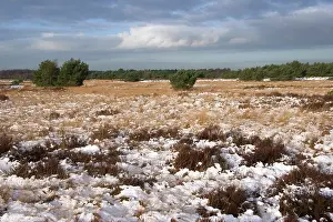 Strabrechtse: Snowy heath, Strabrechtse Heide