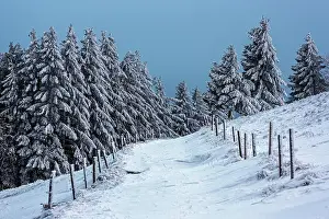 Baden: Snowy landscape with snow-covered conifers and path