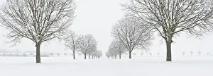 Avenue: Snowy Linden avenue in winter landscape, at Freyburg