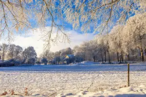 Swedish: Snowy meadow with hoarfrost on hanging tree bran