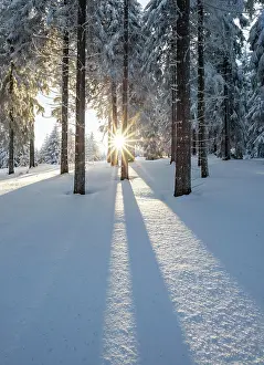 Thuringian: Snowy Norway spruce (Picea abies) forest at sunset