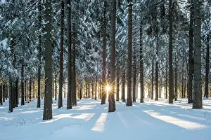 Thuringian: Snowy Norway spruce (Picea abies) forest at sunset