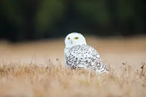 Bohemia: Snowy Owl