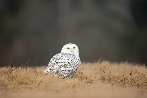 Bohemia: Snowy Owl