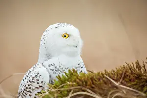 Bohemia: Snowy Owl