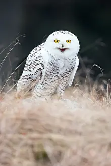 Bohemia: Snowy Owl