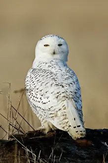 Backwards: Snowy Owl