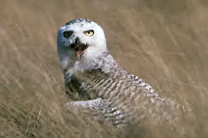 Skagit: Snowy Owl