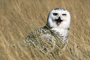 Skagit: Snowy Owl