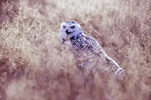 Skagit: Snowy Owl