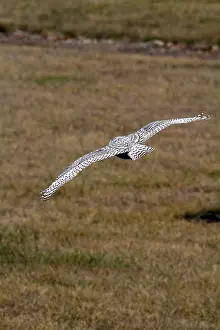 Wingspread: Snowy Owl