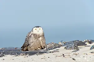 Beachgrass: Snowy Owl