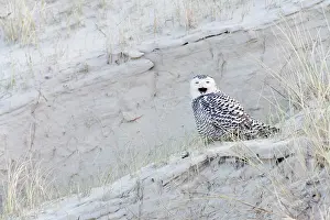 Beachgrass: Snowy Owl