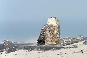 Beachgrass: Snowy Owl