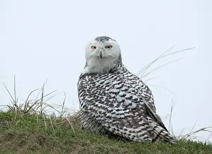 Vlieland: Snowy Owl