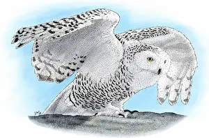 Nyctea: Snowy Owl