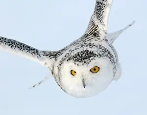 Nyctea: Snowy Owl