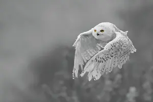 Nyctea: Snowy Owl