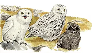 Nyctea: Snowy Owl