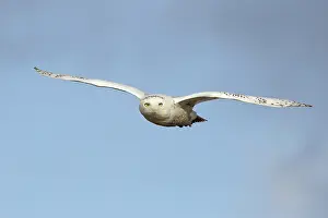 Scandiacus: Snowy Owl