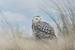 Scandiacus: Snowy Owl