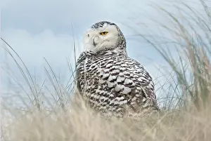 Scandiacus: Snowy Owl