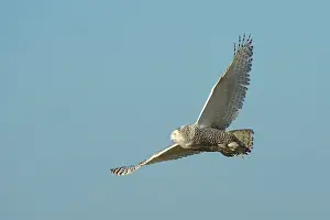 Scandiacus: Snowy Owl