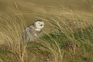 Scandiacus: Snowy Owl