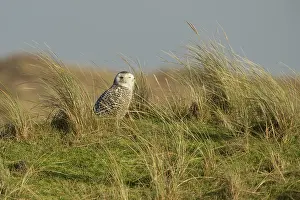 Scandiacus: Snowy Owl