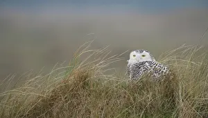 Scandiacus: Snowy Owl
