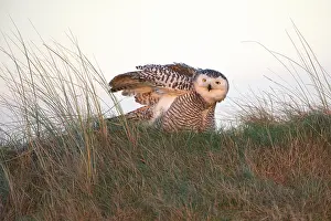 Stretching: Snowy Owl