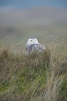 Scandiacus: Snowy Owl