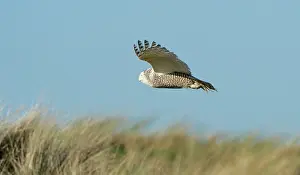 Scandiacus: Snowy Owl
