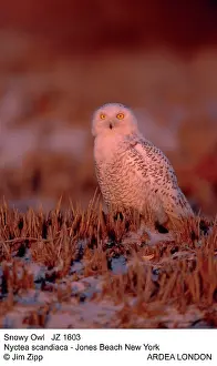 Crepuscular: Snowy Owl - on beach