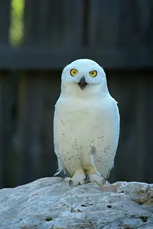 200722: Snowy owl (Bubo scandiacus)