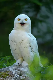 200722: Snowy owl (Bubo scandiacus)