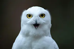 Sound: Snowy owl (Bubo scandiacus) adult bird calling with its beak