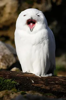 Scandiacus: Snowy owl (Bubo scandiacus), animal portrait, captive