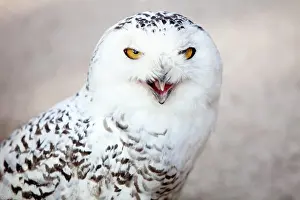 Scandiacus: Snowy owl (Bubo scandiacus), calling, animal portrait