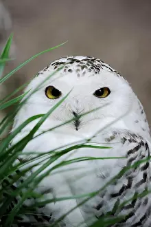 Scandiacus: Snowy owl (Bubo scandiacus), female, captive, Germany