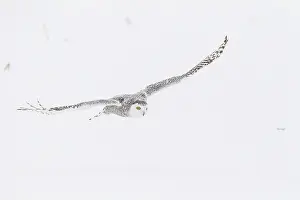 Nyctea: Snowy Owl (Bubo scandiacus) in flight