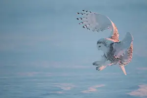 Nyctea: Snowy Owl (Bubo scandiacus) in flight