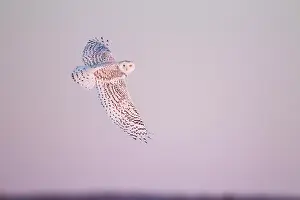 Nyctea: Snowy Owl (Bubo scandiacus) in flight