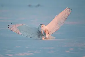 Nyctea: Snowy Owl (Bubo scandiacus) in flight